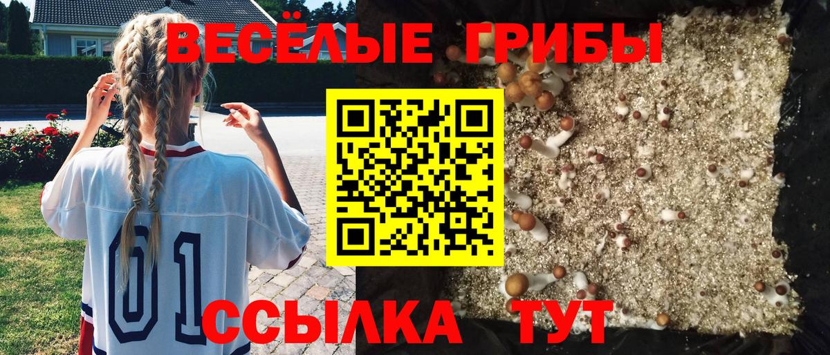 Псилоцибиновые грибы Psilocybe Волгоград
